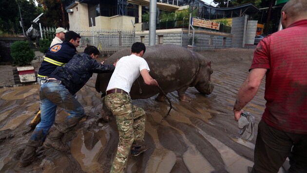 Bewohner versuchen, eines der Nilpferde wieder zurück zum Zoo zu bringen. (Bild: BESO GULASHVILI/GEORGIAN PRIME MINISTER'S PRESS SERVICE/HANDOUT)