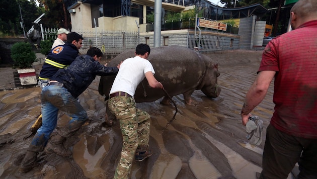 Bewohner versuchen, eines der Nilpferde wieder zurück zum Zoo zu bringen. (Bild: BESO GULASHVILI/GEORGIAN PRIME MINISTER'S PRESS SERVICE/HANDOUT)