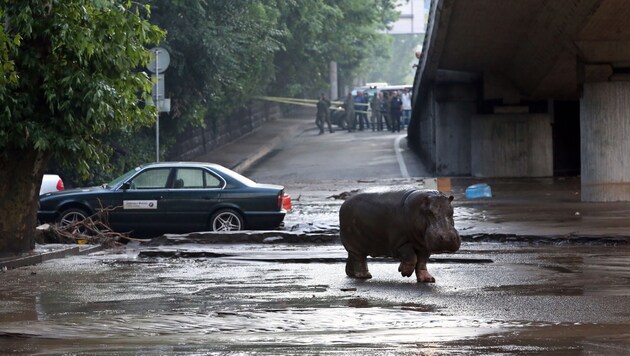 Ein aus dem Zoo entkommenes Nilpferd spaziert seelenruhig durch die Straßen von Tiflis. (Bild: BESO GULASHVILI/GEORGIAN PRIME MINISTER'S PRESS SERVICE/HANDOUT)