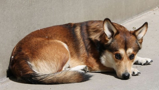 "Filou" wurde von der Besitzerin einfach zurückgelassen. (Bild: Wiener Tierschutzverein)