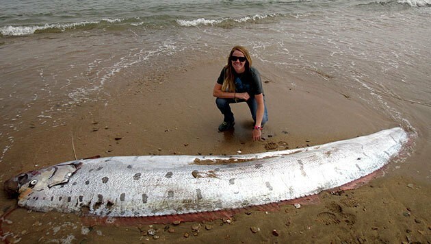 Amy Catalano und der vier Meter lange Riemenfisch (Bild: Tyler Dvorak, Catalina Island Conservancy)