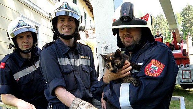 Samtpfote gerettet: Beherzte Feuerwehrleute bargen das Tier und beruhigten es. (Bild: Feuerwehr Gmünd)