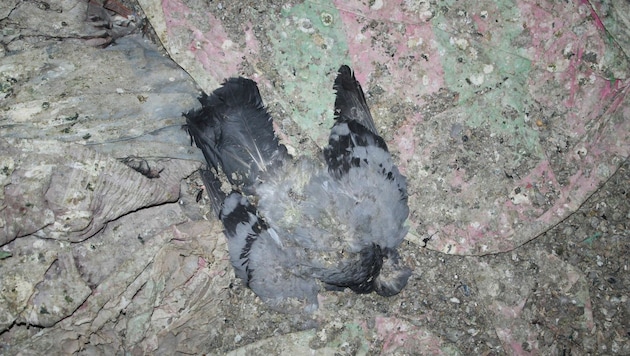 Einige Tauben überlebten die Qualen nicht. (Bild: Wiener Tierschutzverein)