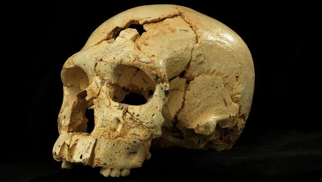 Der Schädel "Cranium 17" (Bild: Javier Trueba/Madrid Scientific Films)