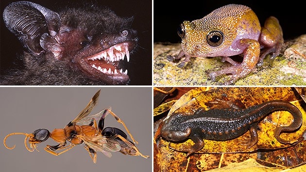 Vier der neuen am Mekong entdeckten Tierarten (Bild: WWF, Judith L. Eger)