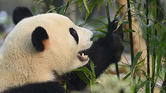 Nicht nur Pandabären lieben Bambus. (Bild: thinkstockphotos.de)
