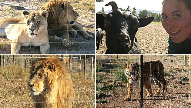 Im Drakenstein Lion Park in Südafrika erholen sich Löwen und Tiger von ihren Strapazen. (Bild: dez)
