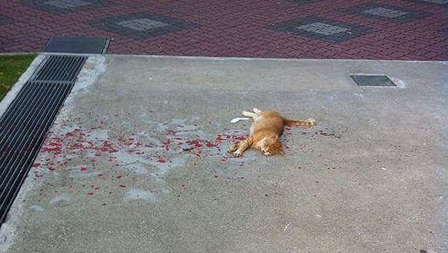 Auf den ersten Blick denkt man bei diesem Bild an eine schwer verletzte Katze. (Bild: Imgur/HoneyFlowers)