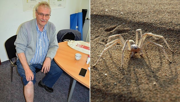 Richard Müllner ist überzeugt, dass er von einer Sahara-Spinne gebissen wurde. (Bild: Bezirksblätter NÖ/Zeilinger, TU Berlin)