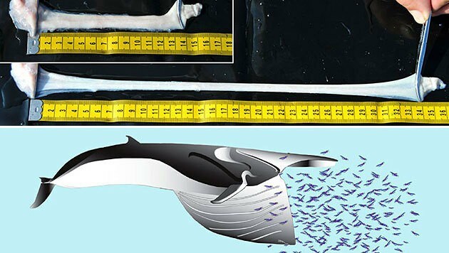 Der dehnbare Nervenstrang eines Furchenwals (oben) und dessen Jagdmethode (unten) (Bild: University of British Columbia)