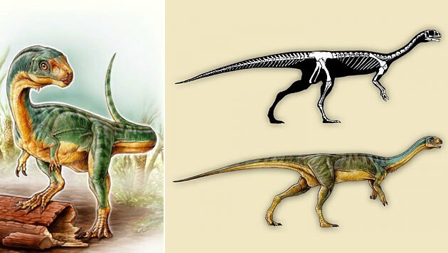 Künstlerische Darstellung des Chilesaurus diegosuarezi und seines Skeletts (Bild: Gabriel Lìo)