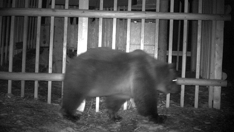 Ein anderer Bär tappte unlängst am Mittagskogel in die Fotofalle. (Bild: Wildkamera)