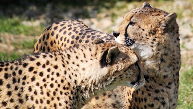 Geparden-Brüderpaar Kito und Kubango ist in die Tierwelt Herberstein übersiedelt (Bild: Rebecca Stessl)