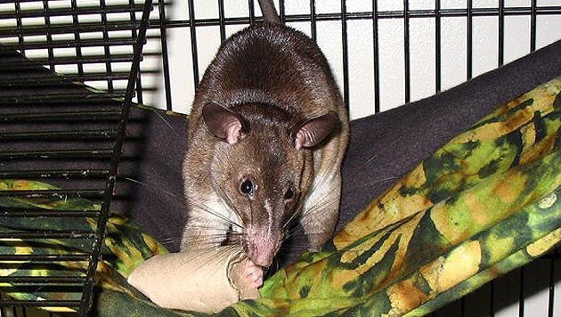 Wegen ihrer Backentaschen werden diese rattenähnlichen Tiere Hamsterratten genannt. (Bild: Wikipedia.org/Spiny Mice)