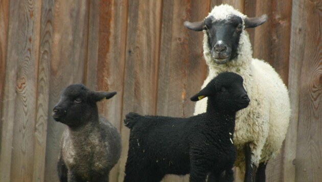 Ein seltenes Schwarzkopf-Schaf mit Zwillingslämmern. (Bild: Claudia Fischer)