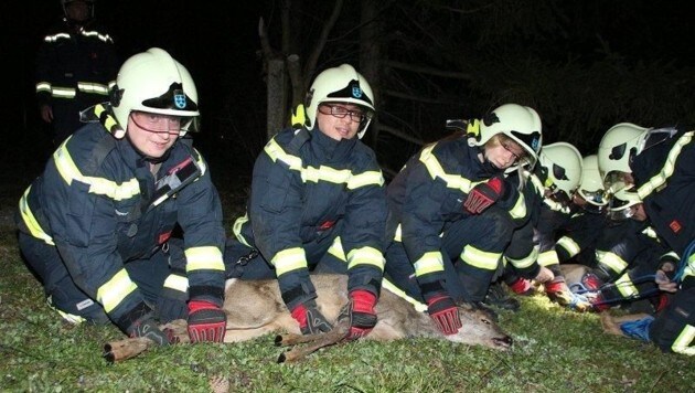 Zwei junge Rehe retteten die Feuerwehrleute mitten im Ortsgebiet. (Bild: Florian Zeilinger/FF Maria Enzersdorf)