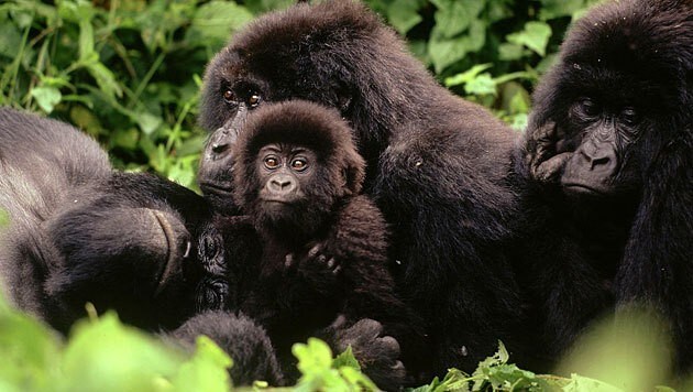 Mountain gorilla family in the Virunga National Park in Congo (archive image) (Bild: WWF)