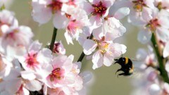 Marillenbäume blühen bereits, Frostnächte könnten noch gefährlich werden. (Bild: APA/Herbert Pfarrhofer)