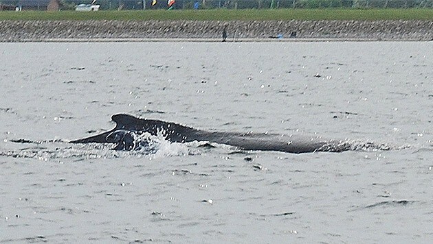 Die Buckelwalmutter mit ihrem Kalb vor dem dänischen Fallshöft (Bild: APA/dpa/Palle Tornquist)