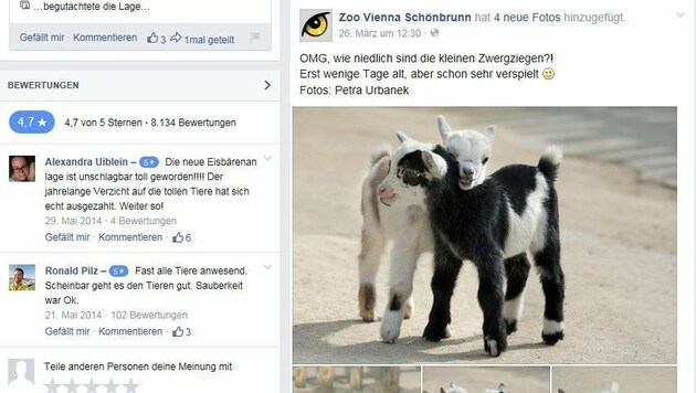 So süß! Die Baby-Zwergziegen im Tiergarten Schönbrunn (Bild: Facebook.com/Zoo Vienna Schönbrunn)