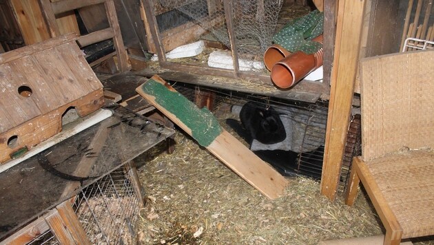 In diesen Verschlägen und Käfigen waren die Tiere nicht artgerecht untergebracht. (Bild: Tierschutzverein für Tirol)