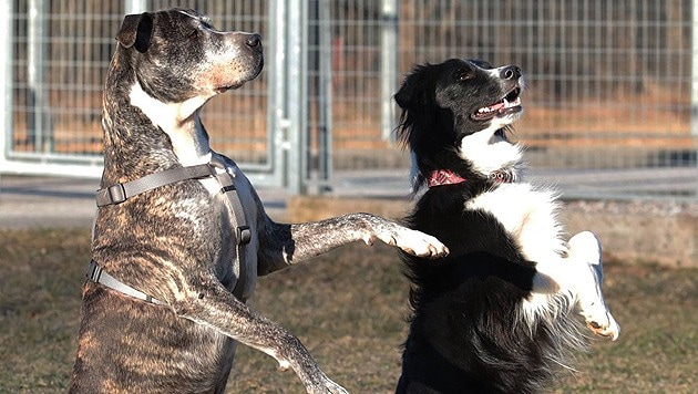 Die beiden aufmerksamen Vierbeiner sind fast zirkusreif. (Bild: Stephanie Planegger)