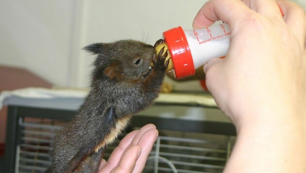 Das Eichhörnchen hat sich prächtig entwickelt und verlangt nach seiner Milch. (Bild: Claudia Fischer)