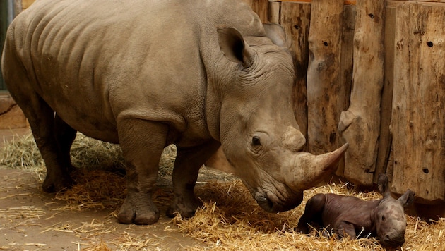 Das Nashornbaby mit seiner Mutter im Zoo Salzburg (Bild: APA/ZOO SALZBURG/UNBEKANNT)