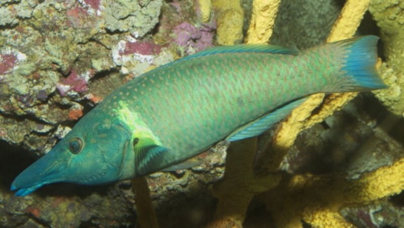 Dieser bunte Fisch diente der fliegenden Schwimmdrohne als Vorbild. (Bild: flickr.com/Brian Gratwicke)