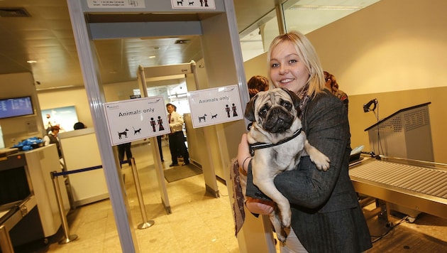 Lisa Hödlmoser aus Salzburg und ihr Mops haben den neuen Haustier-Scanner am Flughafen getestet. (Bild: Markus Tschepp)