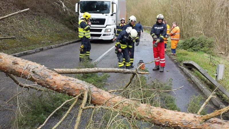 Ein Baum landete auf eine Straße in Engerwitzdorf in Oberösterreich. (Bild: APA/BFK UU/PRESSESTELLE)