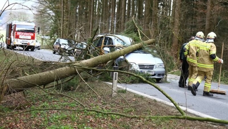 Ein Pkw wurde in Michaelbeuern (Salzburg) von einem umstürzenden Baum getroffen. (Bild: APA/FMT-PICTURES/T.A.)