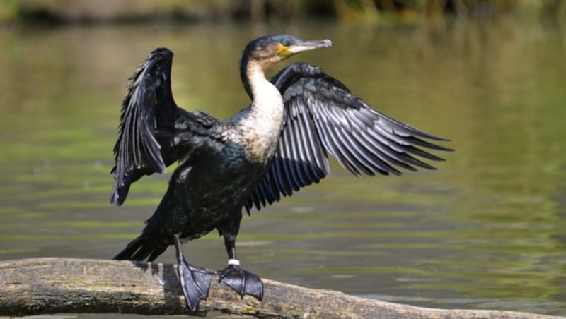 Bis zu 4000 Kormorane ernähren sich von den Fischen des Bodensees. (Bild: thinkstockphotos.de (Symbolbild))