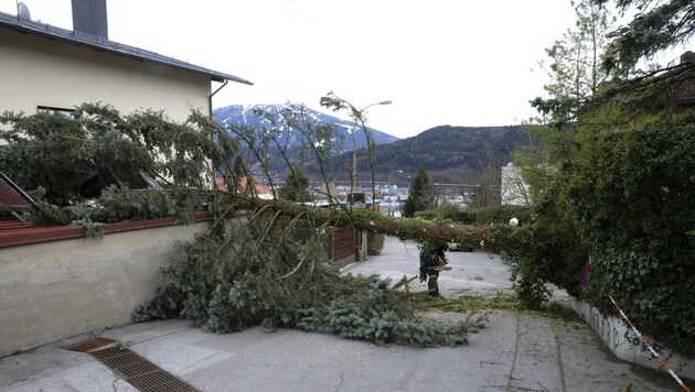 Auch dieser Baum am Seidenweg in Innsbruck-Arzl hielt den Böen nicht stand und stürzte um. (Bild: Zeitungsfoto.at)