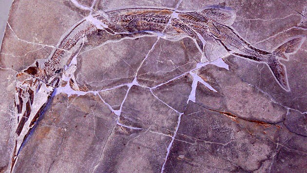 Das Fossil eines Saurichthys rieppeli (Bild: UZH)