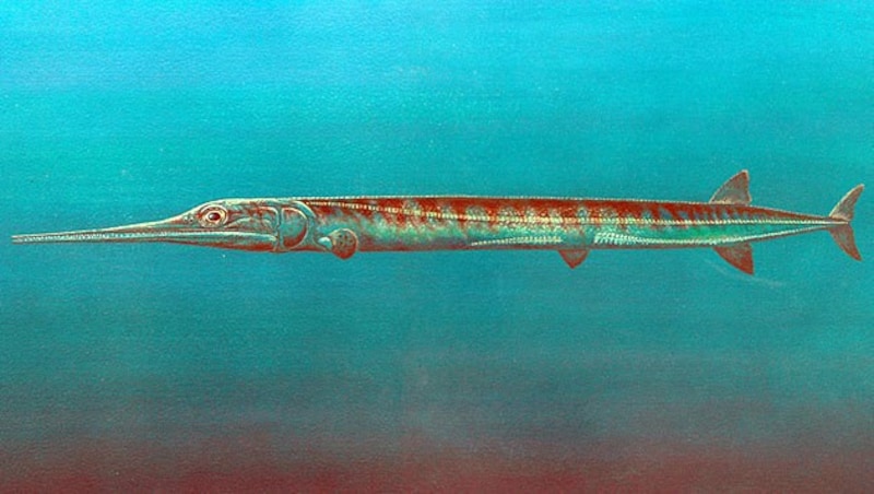 Künstlerische Illustration eines Saurichthys im Meer (Bild: B. Scheffold)