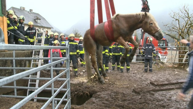 Mit Hilfe von Bandschlingen und einem Kran wurde das Tier aus der Grube gehoben (Bild: BFV LIEZEN / Schlüßlmayr)