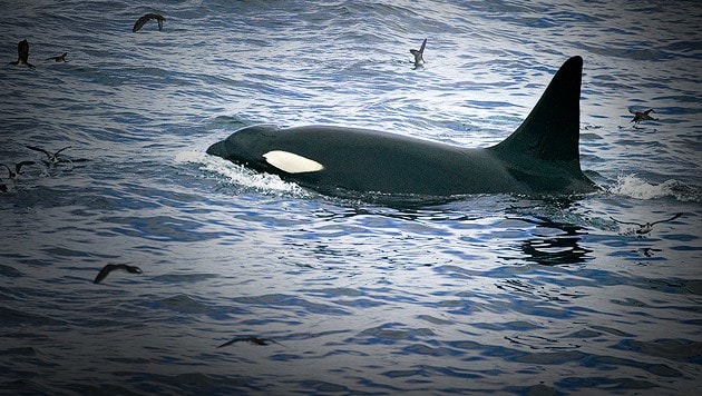 Ein Orca auf der Jagd - Schwertwale gelten als einzige natürliche Feinde von Weißen Haien. (Bild: thinkstockphotos.de, krone.at-Grafik)