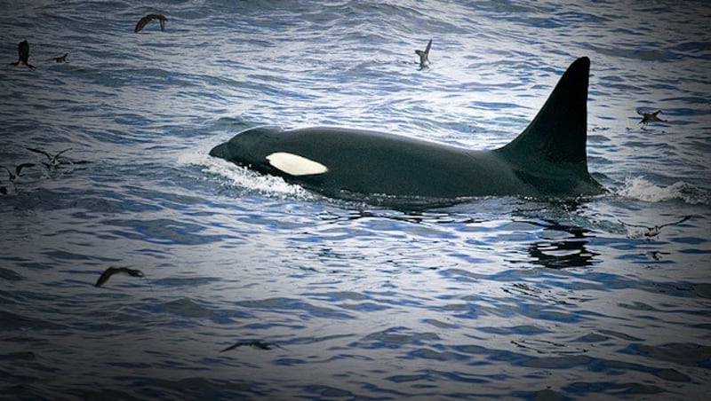 Ein Orca auf der Jagd - Schwertwale gelten als einzige natürliche Feinde von Weißen Haien. (Bild: thinkstockphotos.de, krone.at-Grafik)