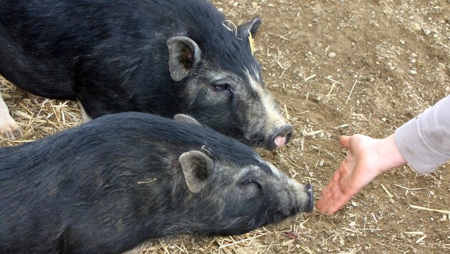 Diese Mini-Schweine wurden in einem finsteren Keller gehalten und sind jetzt fast blind. (Bild: Claudia Fischer)