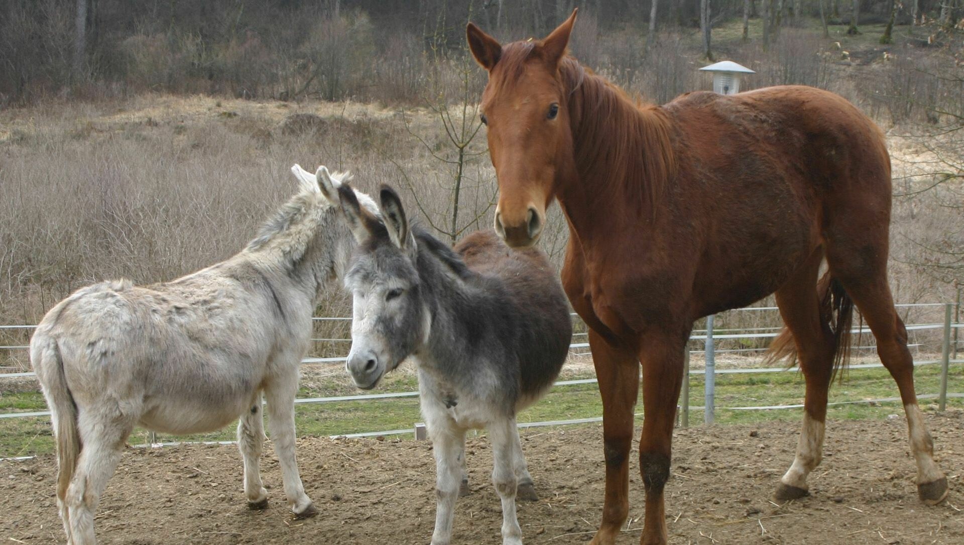 Nutztiere Geniessen Am Melcherhof Ihre Gnadenplatze Krone At