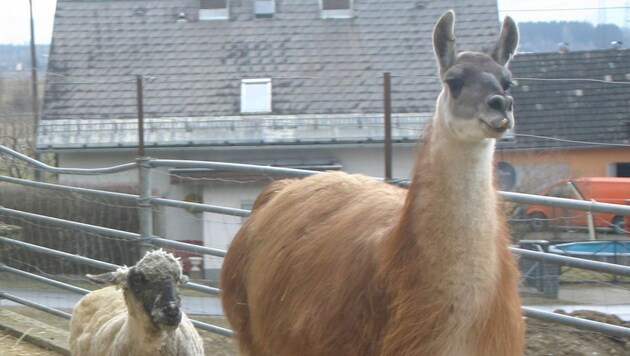 Lama "Herr Karl" hat seine Gefährtin verloren und lebt nun glücklich unter Schafen und Ziegen. (Bild: Claudia Fischer)
