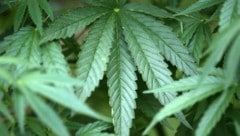 Die US-Regierung lockert die Regeln zu Cannabis – allerdings nur für die Forschung, der Konsum ...