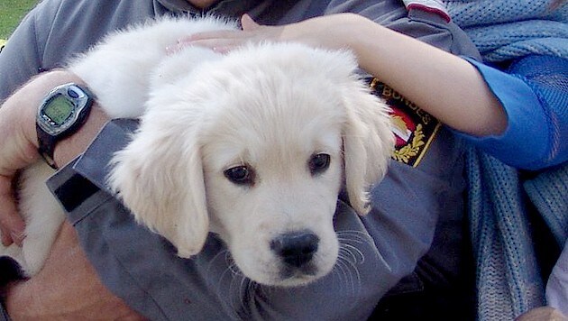 "Semi" vor zehn Jahren: Erst nach intensivem Spezialtraining trat der Hund in den "Pflegedienst". (Bild: kba)