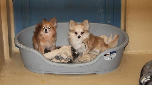 Die Chihuahua-Senioren befinden sich in bedauernswertem Zustand. (Bild: WTV)