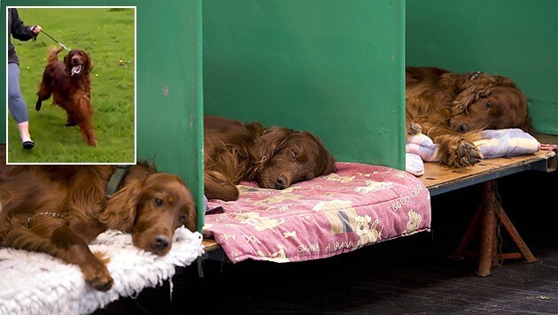 Jagger (kl. Bild) wurde vergiftet. In solchen Boxen schliefen die zum Verwechseln ähnlichen Hunde. (Bild: YouTube.com/alekslauwers, AFP)