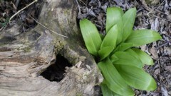 Auf feuchten Waldwiesen sprießt der "wilde Knoblauch". (Bild: APA/ROBERT JAEGER)