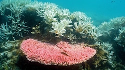 Die Unterwasserwelt des Great Barrier Reef (Bild: AIMS/Ray Berkelmans)