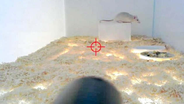 Schon jetzt kann man die Ratte mit der Waffe anvisieren, am 25.3. soll man sie auch töten können. (Bild: Projekt Florian Mehnert)