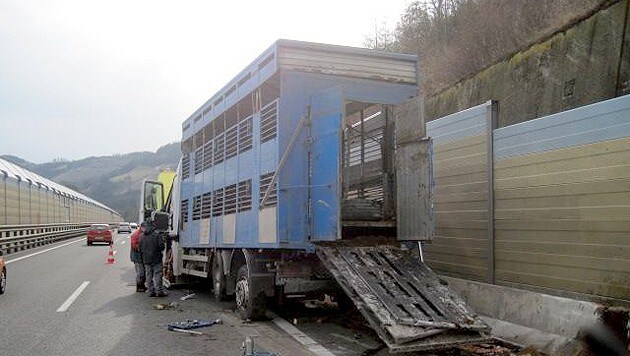 Vier Tiere mussten bei dem Unfall ihr Leben lassen. (Bild: Aktiver Tierschutz Steiermark)